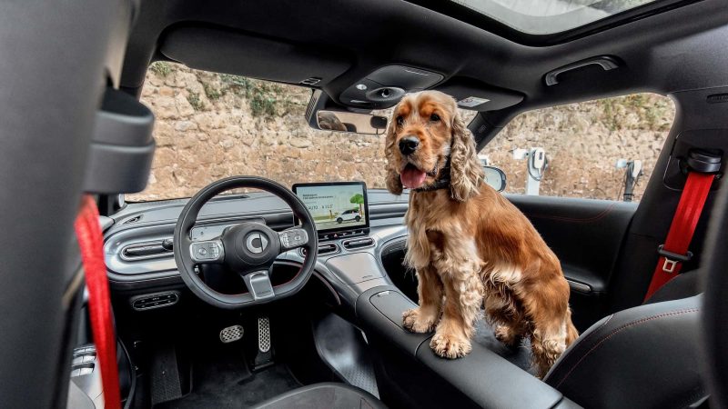 Dieser 49,90 €-Hack macht deinen Mietwagen sofort hundetauglich!